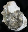 Large Mammites Ammonite - Goulmima, Morocco #27361-6